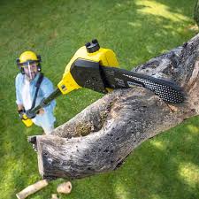 Best Tree Maintenance Programs  in Mahopac, NY